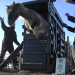 Pregnant Horses Drained of Blood for Canadian Pig Farms Pregnant Horses Drained of Blood for Canadian Pig Farms