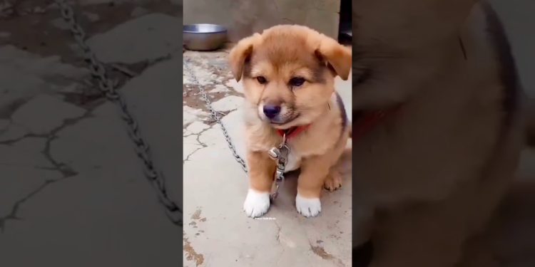 Puppy Crying Sound || Dog sound | Cute puppy 🐶 voice || Dog Crying || #shorts #puppy #doglover