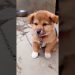 Puppy Crying Sound || Dog sound | Cute puppy 🐶 voice || Dog Crying || #shorts #puppy #doglover Puppy Crying Sound || Dog sound | Cute puppy 🐶 voice || Dog Crying || #shorts #puppy #doglover