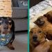 The Funniest Dachshund Moments 2023 | A Hilarious Compilation for Sausage Dog Lovers @FurryTails The Funniest Dachshund Moments 2023 | A Hilarious Compilation for Sausage Dog Lovers @FurryTails