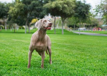 11 High-Energy Dog Breeds That Turn Walks Into Adventures