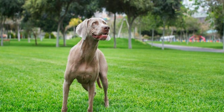 11 High-Energy Dog Breeds That Turn Walks Into Adventures
