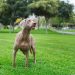 11 High-Energy Dog Breeds That Turn Walks Into Adventures 11 High-Energy Dog Breeds That Turn Walks Into Adventures