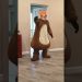 A big fat fox leaves a dog squeaking toy for a little dog A big fat fox leaves a dog squeaking toy for a little dog