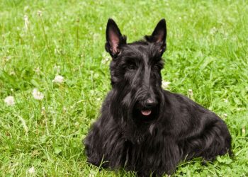 Affenpinscher Dog Breed: From Ratters to Charming Companions