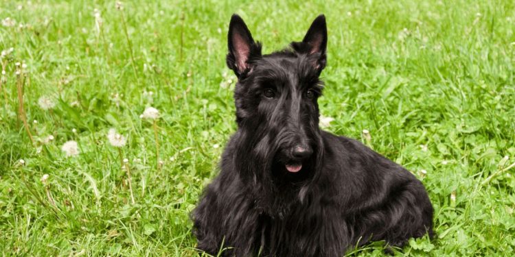 Affenpinscher Dog Breed: From Ratters to Charming Companions