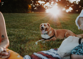 BBQ Safety: Dog-Approved Foods for Summer Fun