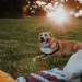 BBQ Safety: Dog-Approved Foods for Summer Fun BBQ Safety: Dog-Approved Foods for Summer Fun