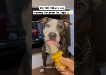 Best Summer Ice Cream 🍦 for Dogs🐶 #shortsfeed #dog #diet