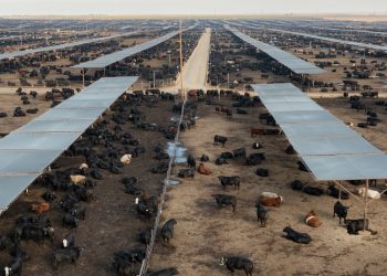 Big Ag, Big Bucks: How USDA Subsidies Feed Market Inequality And Political Influence