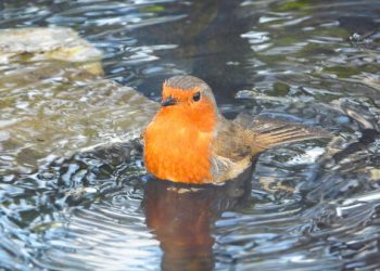 Brand new investigation of three game farms in Wales