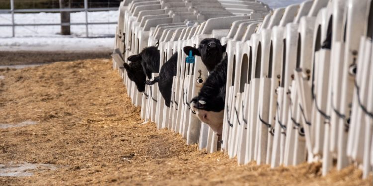Calves Found Alone & Suffering