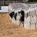Calves Found Alone & Suffering
