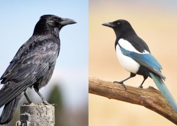 Crow Magpie Gopher Hunting Contest Manitoba – Take Action Now