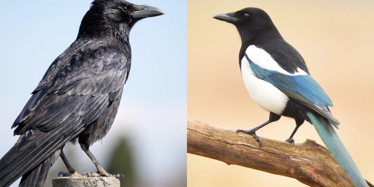 Crow Magpie Gopher Hunting Contest Manitoba – Take Action Now