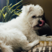 Does Your Dog Lick the Couch? Here’s What It Could Mean