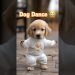 Dog Dance Motorcycle 🏍😂  #Dog #motorcycle #dance #dogdance #petdance #pet #goldenretriever Dog Dance Motorcycle 🏍😂  #Dog #motorcycle #dance #dogdance #petdance #pet #goldenretriever