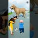 Dog satisfying video and colliding special 3d effects #shorts #youtubeshorts Dog satisfying video and colliding special 3d effects #shorts #youtubeshorts