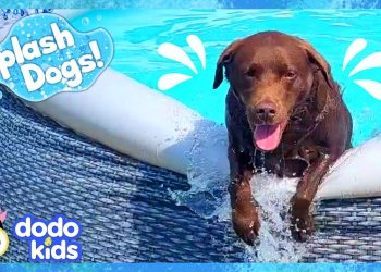 Goofy Dog Keeps Spilling All The Pool Water! | Dodo Kids | Splash Dogs