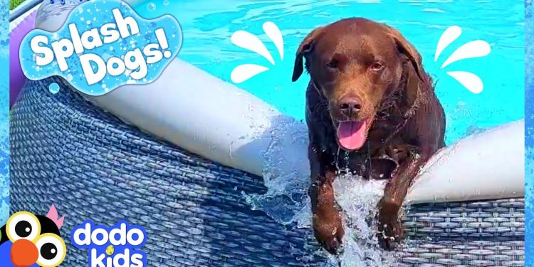 Goofy Dog Keeps Spilling All The Pool Water! | Dodo Kids | Splash Dogs