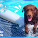 Goofy Dog Keeps Spilling All The Pool Water! | Dodo Kids | Splash Dogs Goofy Dog Keeps Spilling All The Pool Water! | Dodo Kids | Splash Dogs