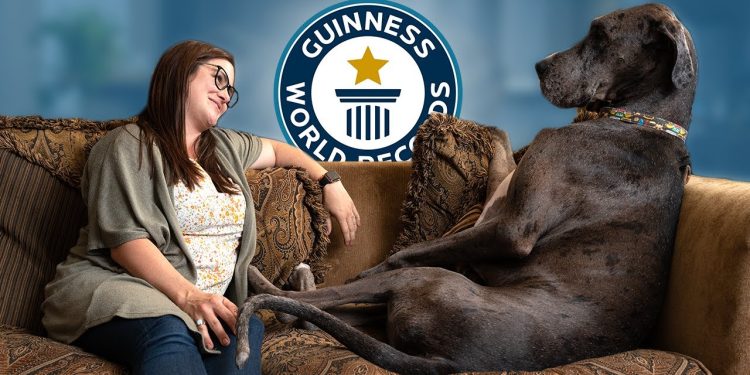 Great Dane is the World’s Tallest Dog – Guinness World Records