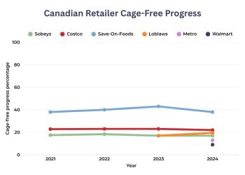 Grocery Giants Let Big Ag Abandon Millions of Caged Hens