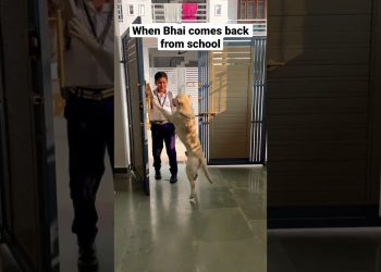 Labrador Puppy | Labrador Dog | Love | Ziku #shorts #viral #trending #tiktok #ytshorts