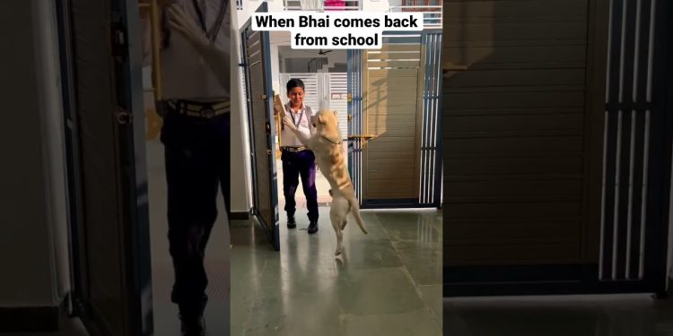 Labrador Puppy | Labrador Dog | Love | Ziku #shorts #viral #trending #tiktok #ytshorts