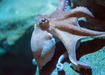 Legislative proposal seeks to preemptively ban octopus farming in Spain
