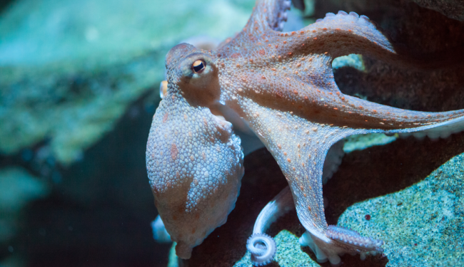 Legislative proposal seeks to preemptively ban octopus farming in Spain