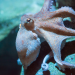 Legislative proposal seeks to preemptively ban octopus farming in Spain Legislative proposal seeks to preemptively ban octopus farming in Spain