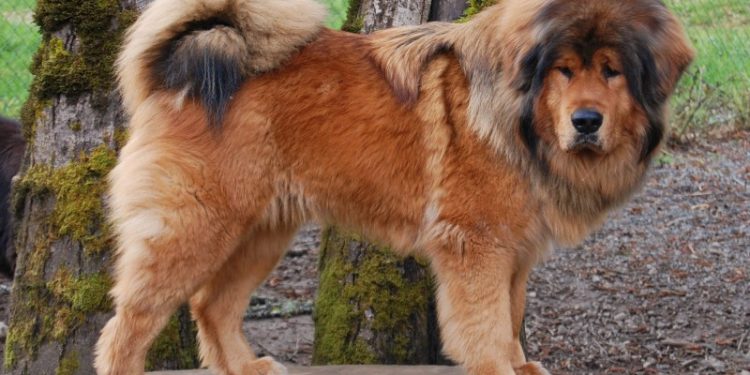 Meet the Majestic Tibetan Mastiff: The King of Dogs