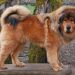 Meet the Majestic Tibetan Mastiff: The King of Dogs Meet the Majestic Tibetan Mastiff: The King of Dogs