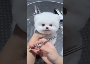 Mini Pomeranian Dog – Funny And Cute  Pomeranian Videos | Funny Puppy Videos #7