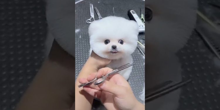Mini Pomeranian Dog – Funny And Cute  Pomeranian Videos | Funny Puppy Videos #7