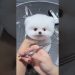 Mini Pomeranian Dog – Funny And Cute  Pomeranian Videos | Funny Puppy Videos #7 Mini Pomeranian Dog – Funny And Cute  Pomeranian Videos | Funny Puppy Videos #7