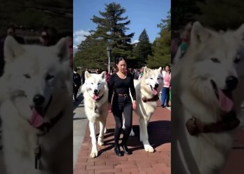 My Direwolves love the Seawall 🐺🥰🐺 #direwolves #wolf #wolves #pets #pet #dogs #dog #fyp #foryou