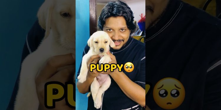 My New Puppy🐶😍 #shorts #vlog #minivlog #viral #puppy