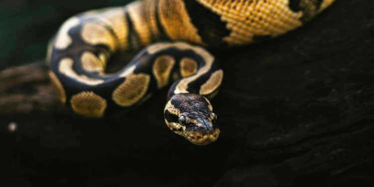 The Hidden Costs Of The Wild Animal Trade