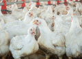 Stop cruel imports: the EU must raise the bar for meat chickens Stop cruel imports: the EU must raise the bar for meat chickens