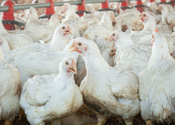 The spread of avian influenza and its link to farming in Europe
