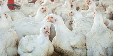 Fast-food giants must do more to uphold their commitment to chicken welfare Fast-food giants must do more to uphold their commitment to chicken welfare