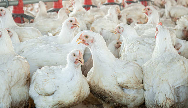 The spread of avian influenza and its link to farming in Europe