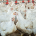 The spread of avian influenza and its link to farming in Europe The spread of avian influenza and its link to farming in Europe