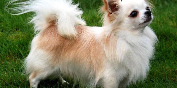 Training Tips for Small Dog Breeds