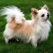 Training Tips for Small Dog Breeds Training Tips for Small Dog Breeds