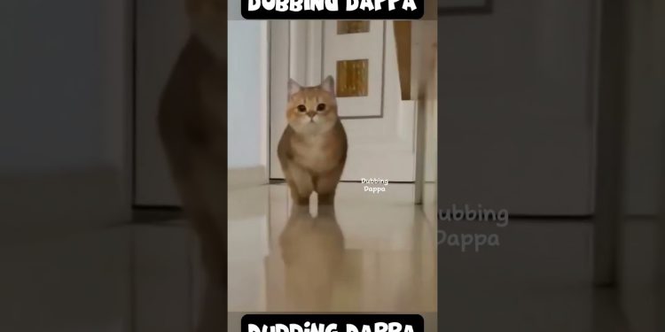 Vinodha Boosan 🤣 #funny #cat #shorts #dog #shortsfeed #animals #dubbingdappa #catlover #doglover