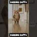 Vinodha Boosan 🤣 #funny #cat #shorts #dog #shortsfeed #animals #dubbingdappa #catlover #doglover Vinodha Boosan 🤣 #funny #cat #shorts #dog #shortsfeed #animals #dubbingdappa #catlover #doglover