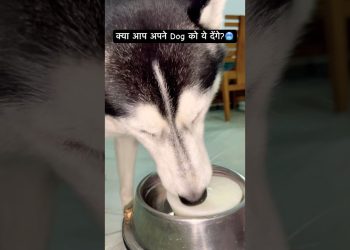 Will you try this?🧊 #ice #summer #husky #dog #shorts